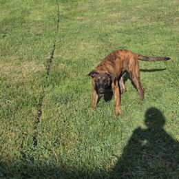 Dutch Shepherd Puppies from Acadia CanineTM