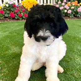 Chance - Black and white male Bernedoodle puppy in Huntsville, Alabama from Falcon Ridge Doodles