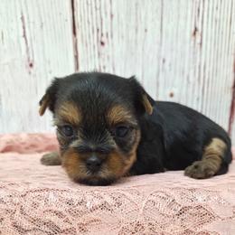 Louise - Blue and gold female Yorkshire Terrier puppy in Monticello, Iowa from Ashley’s Puppies