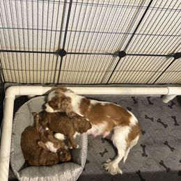 Cavapoo and Maltipoo Puppies from Cuddly Cavapoos Texas