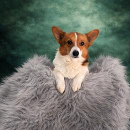 Snooki - Pembroke Welsh Corgi