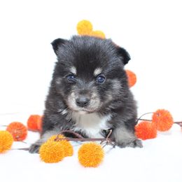 Sienna - Black and white female Pomsky puppy in Murfreesboro, Tennessee from Middle Tennessee Pomskies