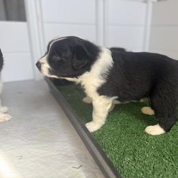 Australian Shepherd Puppies from White Oak Aussies