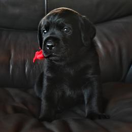Mr. Red Stormi-Bosley - Black male Labrador Retriever puppy in Pasco, Washington from ROCK CREEK LABRADORS