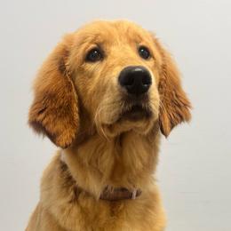 Eden - Dark golden female Golden Retriever puppy in Harrisburg, North Carolina from Bunn Ranch Goldens & Bernese