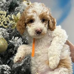 Labradoodles from MANUELA MORA
