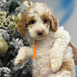Labradoodles from MANUELA MORA