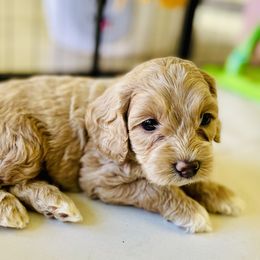 Cavapoo and Cockapoo Puppies from Benji’s Cockapoos
