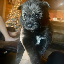 Chase - Black Pomsky puppy in Mineola, Texas from East Texas Pomskies