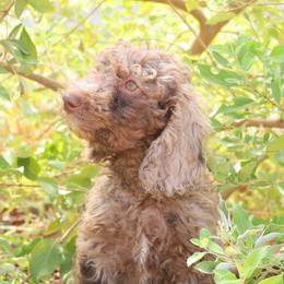 Leo - Red merle male Aussiedoodle puppy in Apache Junction, Arizona from Loving Doodle