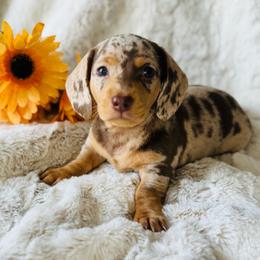 HUTCH - Dapple male Dachshund puppy in Holtwood, Pennsylvania from Holly Hill Dachshunds
