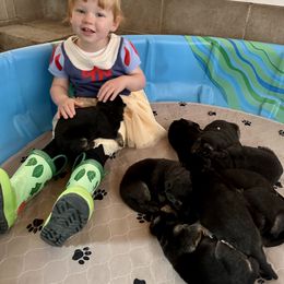 German Shepherd Puppies from Bear Lake Shepherds