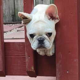 French Bulldog Puppies from Alcide kennels
