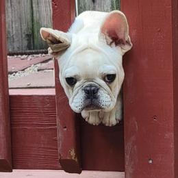 French Bulldog Puppies from Alcide kennels