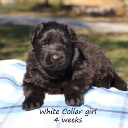 Second Pick girl - Black female German Shepherd puppy in Elkmont, Alabama from Oakmont Shepherds
