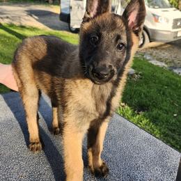 Tater - Fawn sable male Belgian Malinois puppy in Portage, Wisconsin from Rock 'n Wool Aussies & Malinois