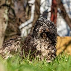 Bergamasco Sheepdogs from Du Terroir