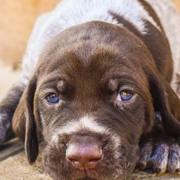 German Shorthaired Pointers and Golden Retrievers from Monticello Kennels