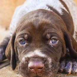 German Shorthaired Pointers and Golden Retrievers from Monticello Kennels