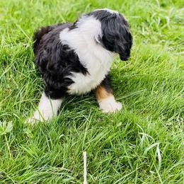 Aussiedoodle and Bernedoodle Puppies from North Mountain Doodles