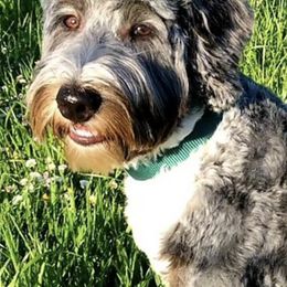 Assorted Doodle Crosses, Australian Labradoodles, Bernedoodles, and Sheepadoodles from Lookingglass Doodles