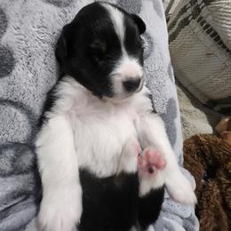 Miniature American Shepherd Puppies from Aussie Mama Sage