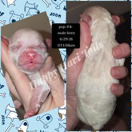4th born- no name yet - Cream male Havanese puppy in Kansas City, Missouri from Happy Havi Tails