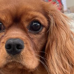 Cavalier King Charles Spaniels from Tara's Pups