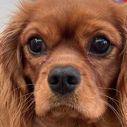 Cavalier King Charles Spaniels from Tara's Pups