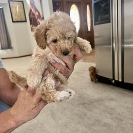 Poodle Puppies from ItalianToyPoodles