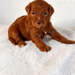 Aussiedoodle Puppies from Cotton Lane Puppies