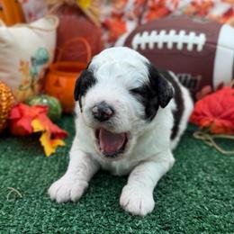 Ripp - Black and white male Bernedoodle puppy in Willacoochee, Georgia from Kitandkboodle's Doodles