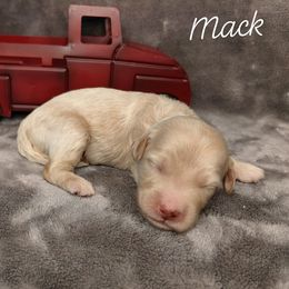 Mack - Cream male Goldendoodle puppy in Eau Claire, Wisconsin from Fisher River Doodle's