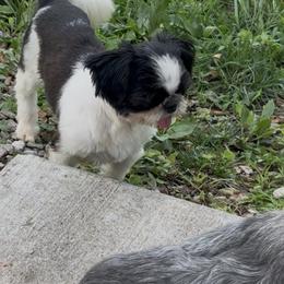 Diesel - Shih Tzu