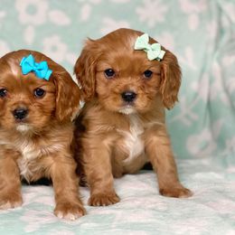Cavalier King Charles Spaniel and Cavapoo Puppies from Red Skye Cavaliers and Cavapoos