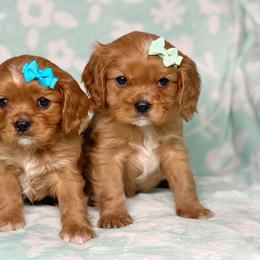 Cavalier King Charles Spaniel and Cavapoo Puppies from Red Skye Cavaliers and Cavapoos