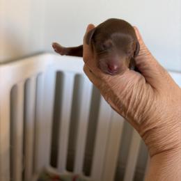 Jeneau - Chocolate and tan male Dachshund puppy in Lubbock, Texas from K&K Mini Doxies