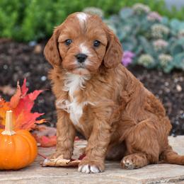 Blain - Red male Cavapoo puppy in Gap, Pennsylvania from Country View Puppies ( License 18816)