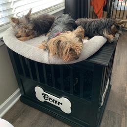 Yorkshire Terrier Puppies from Missy Lu Lap Puppies