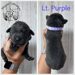 Light Purple - Black female Labrador Retriever puppy in Ste. Genevieve, Missouri from Megans Labradors