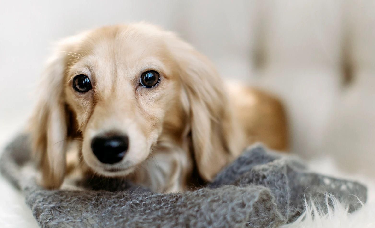 cream dachshund laying on a blanket