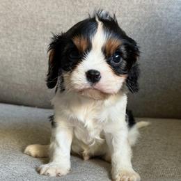 Tommy - Tri-color male Cavalier King Charles Spaniel puppy in Fresno, California from CaliCavaliers
