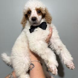 Ham - Parti male Poodle puppy in Greeneville, Tennessee from Smokey Mountain Sheepadoodles