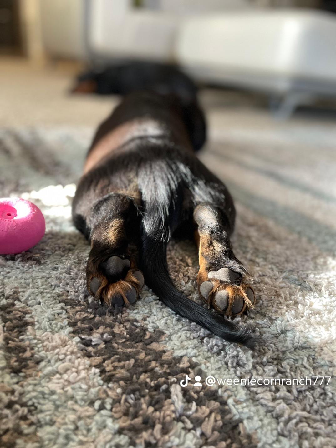 Doxie Bliss at Meyerhaus Ranch in Texas | Dachshund puppies | Good Dog