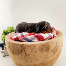 Briar AKC - Black and tan female Dachshund puppy in Erick, Oklahoma from 4-L Backyard Dach