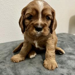 Cavalier King Charles Spaniel and Cavapoo Puppies from Ethan's Puppies