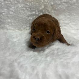 Girl 2 - Red  female Goldendoodle puppy in Wever, Iowa from JK Royal Lines