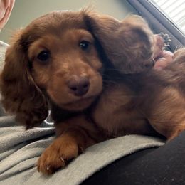 Chip - Chocolate and tan male Dachshund puppy in Shawnee, Oklahoma from Magic Eagle Miniature Dachshunds