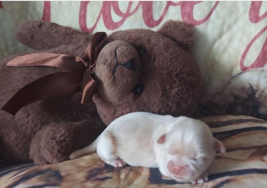 Shih Tzu Puppies from N.F.S.T Imperial ShihTzu Puppies.