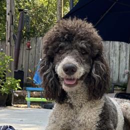 Titan - Poodle